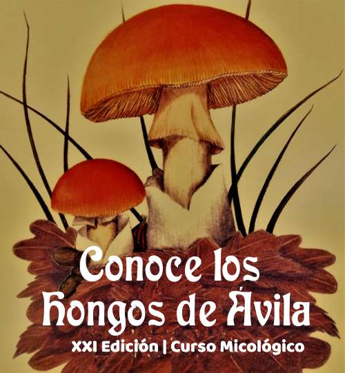 Conoce los hongos de Ávila (.pdf)