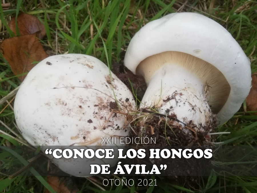 Conoce los hongos de Ávila (.pdf)