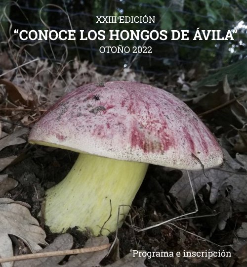 Conoce los Hongos de Ávila (.pdf)